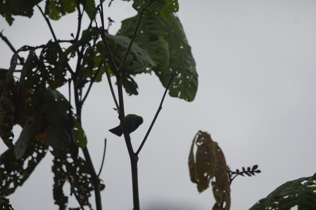 Bay-headed Tanager - ML263646701