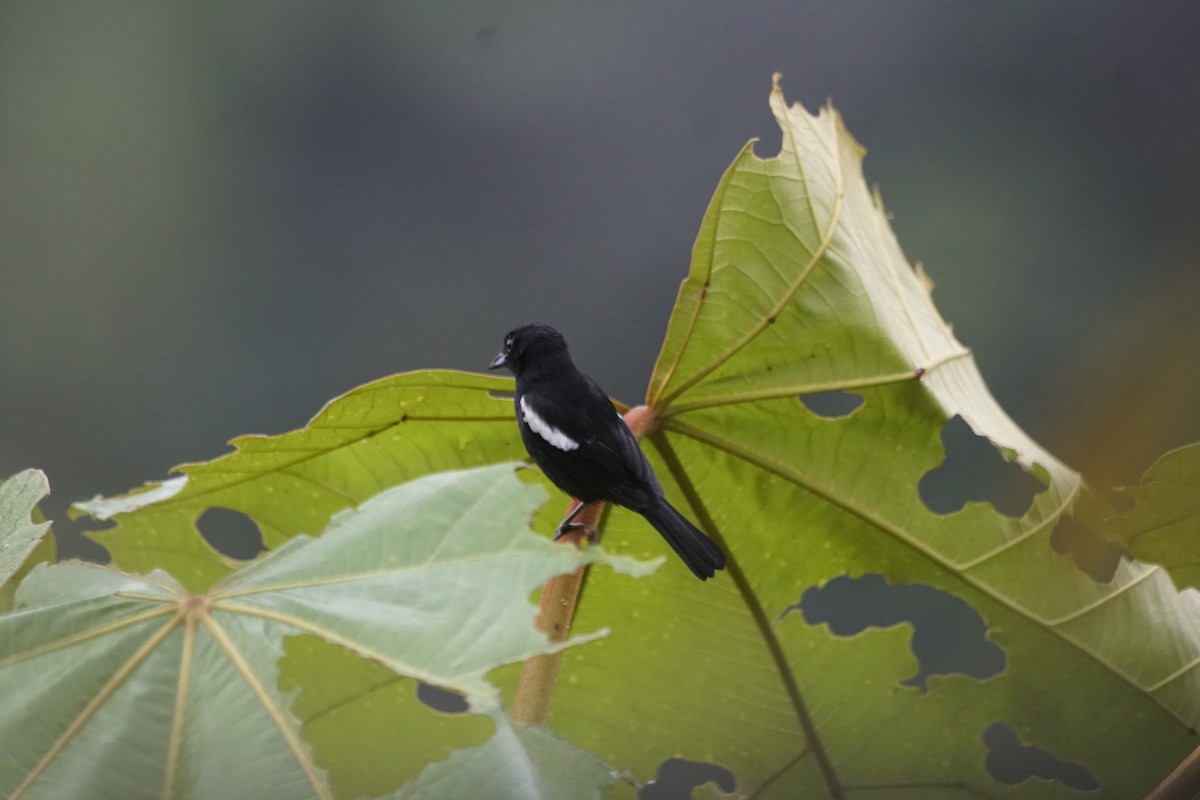 White-shouldered Tanager - ML263646821