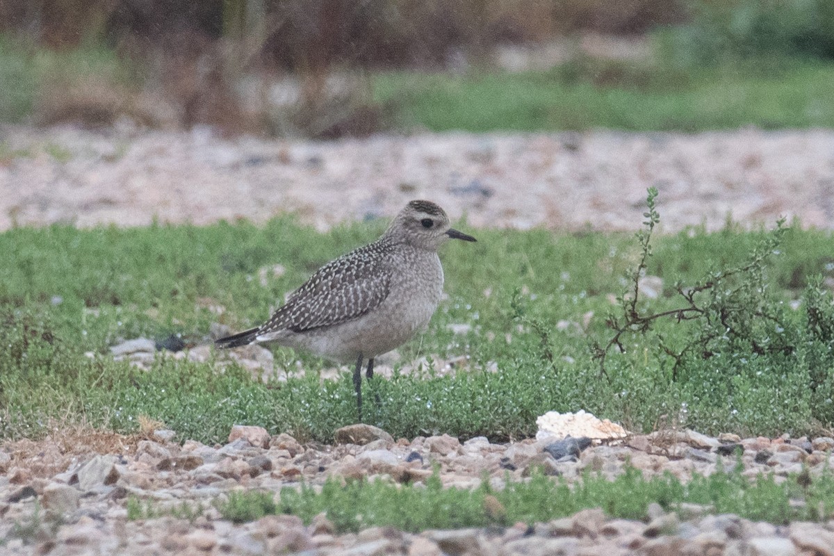 American Golden-Plover - ML263646841