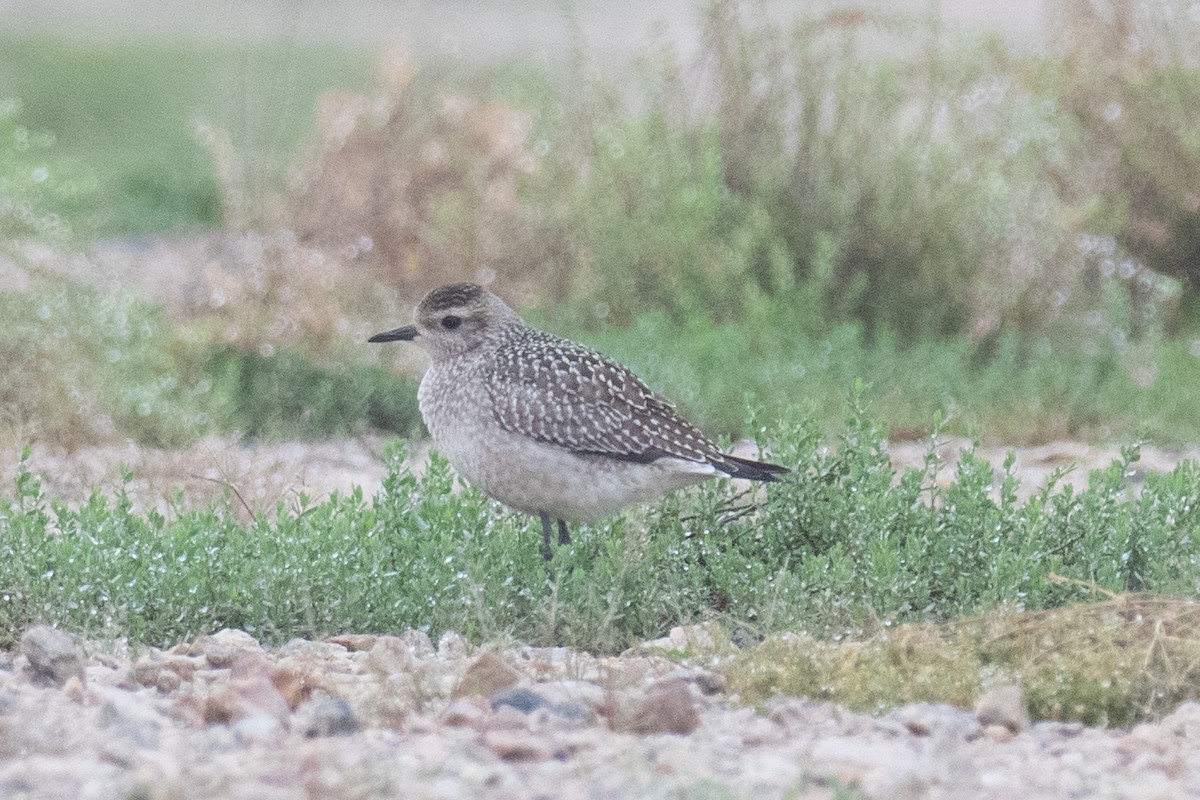 American Golden-Plover - ML263646851