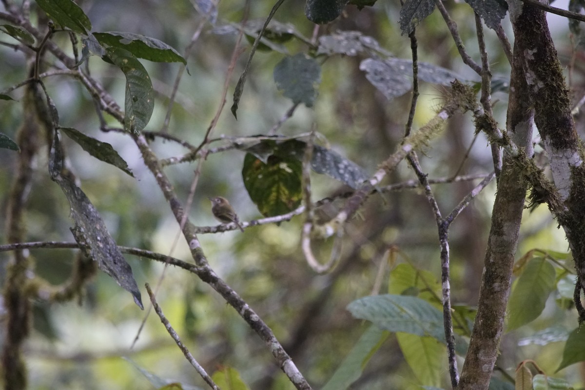 Scale-crested Pygmy-Tyrant - ML263647121