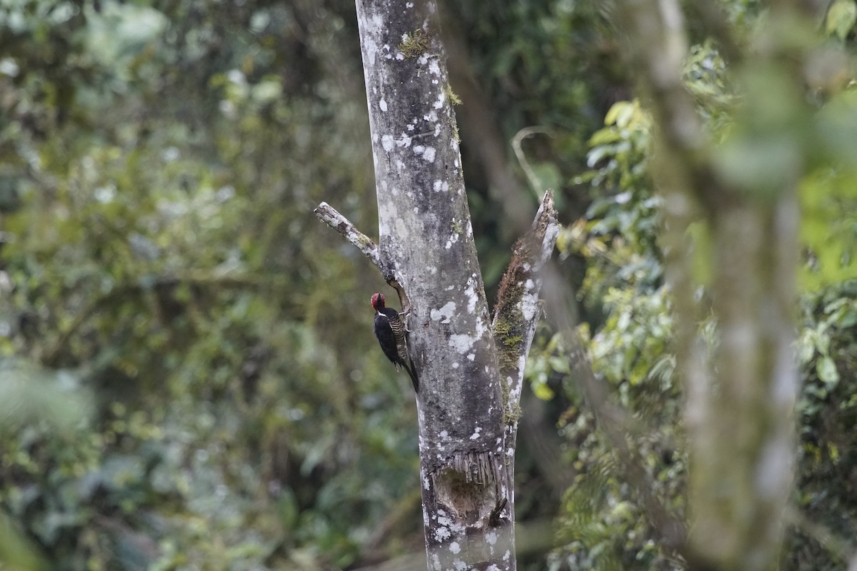 Guayaquil Woodpecker - ML263647261