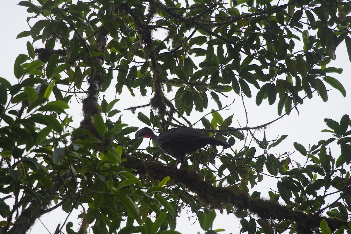 Crested Guan - Paul Aguilar