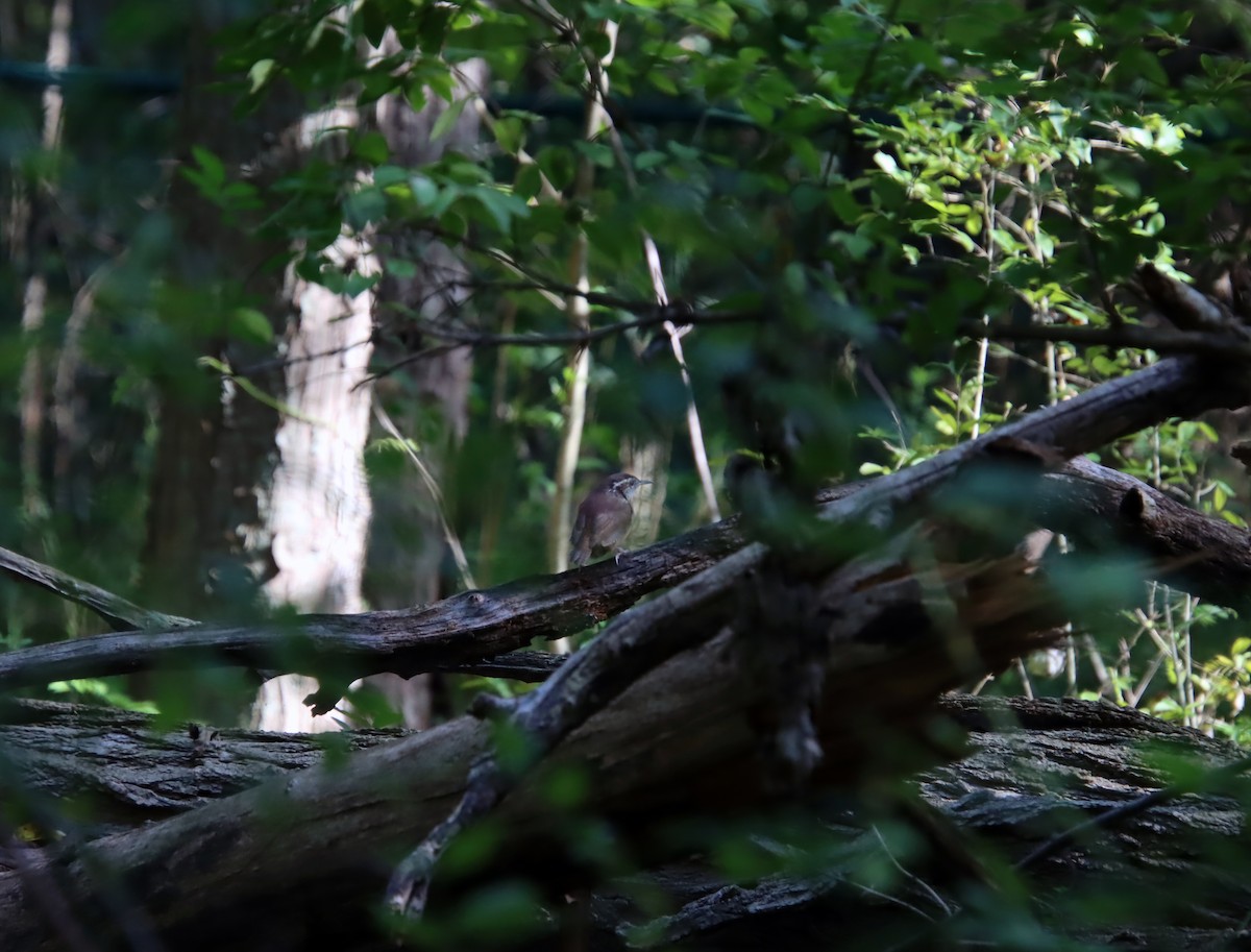 Carolina Wren - ML263647851