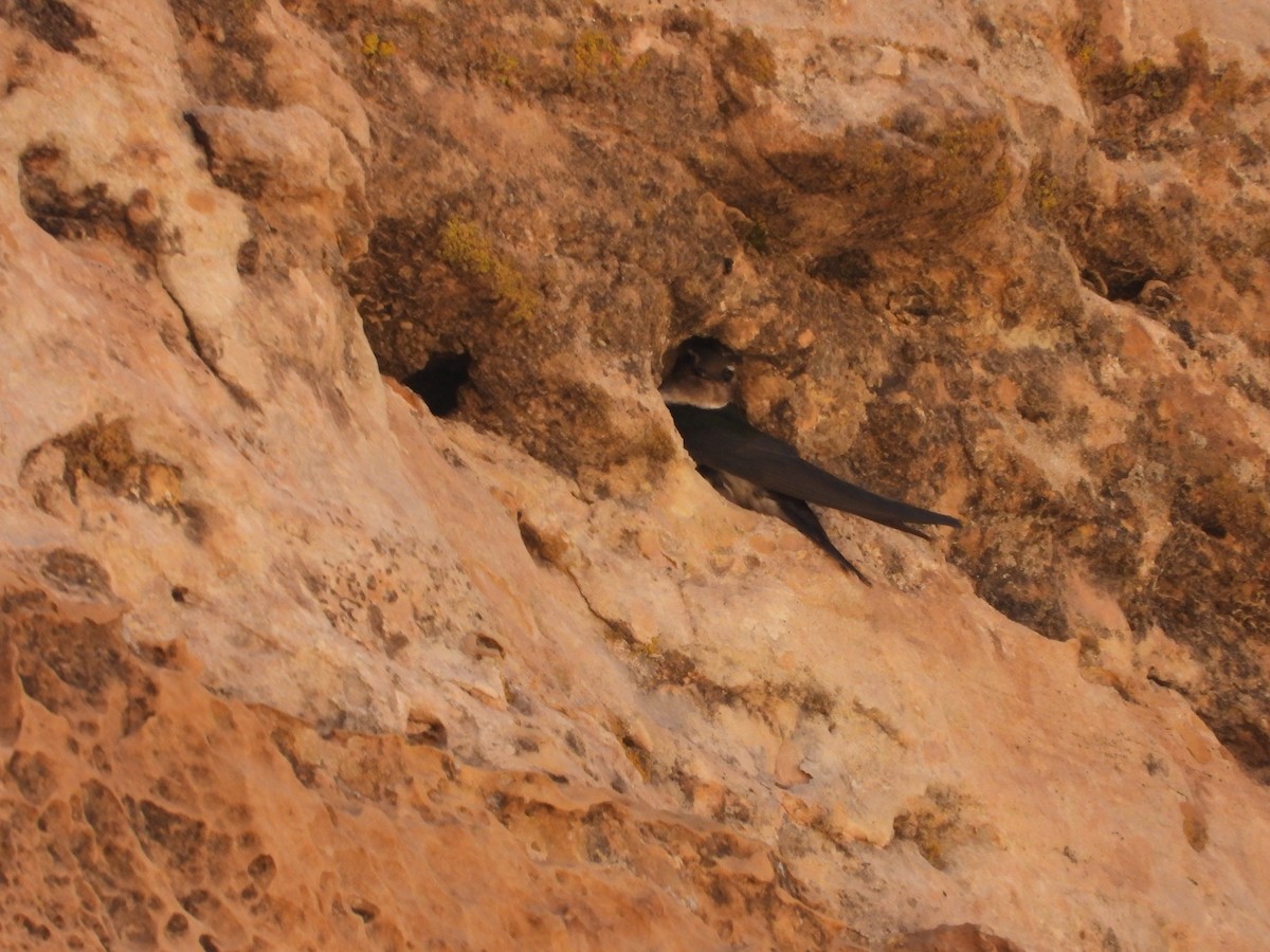 Northern Rough-winged Swallow - ML263648071