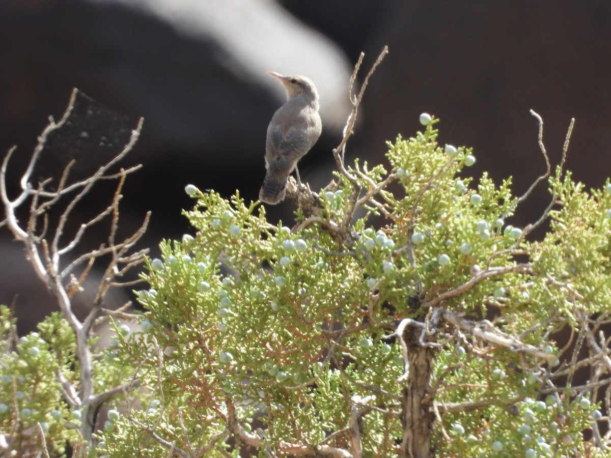 Rock Wren - ML263648181