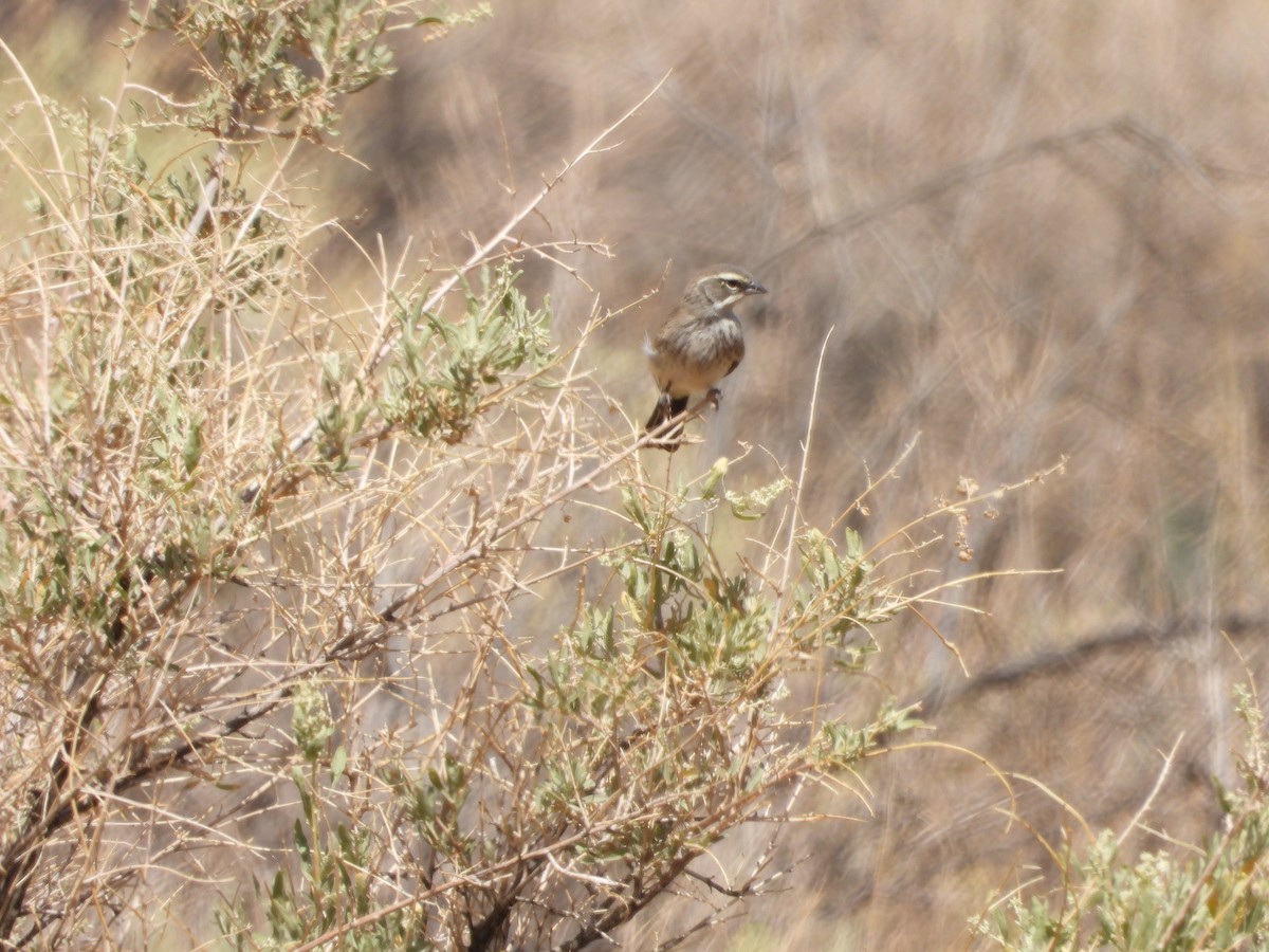 Black-throated Sparrow - ML263648291