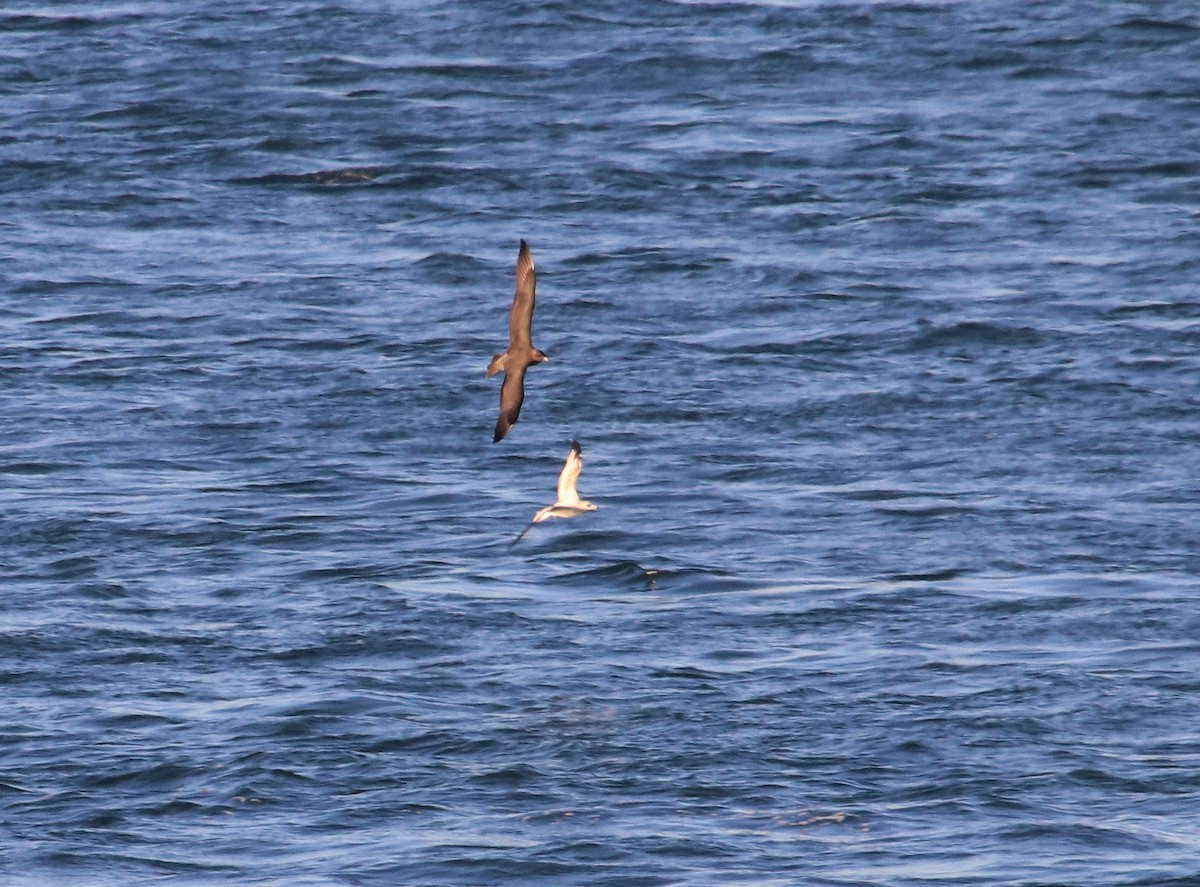 Pomarine Jaeger - Samuel Denault