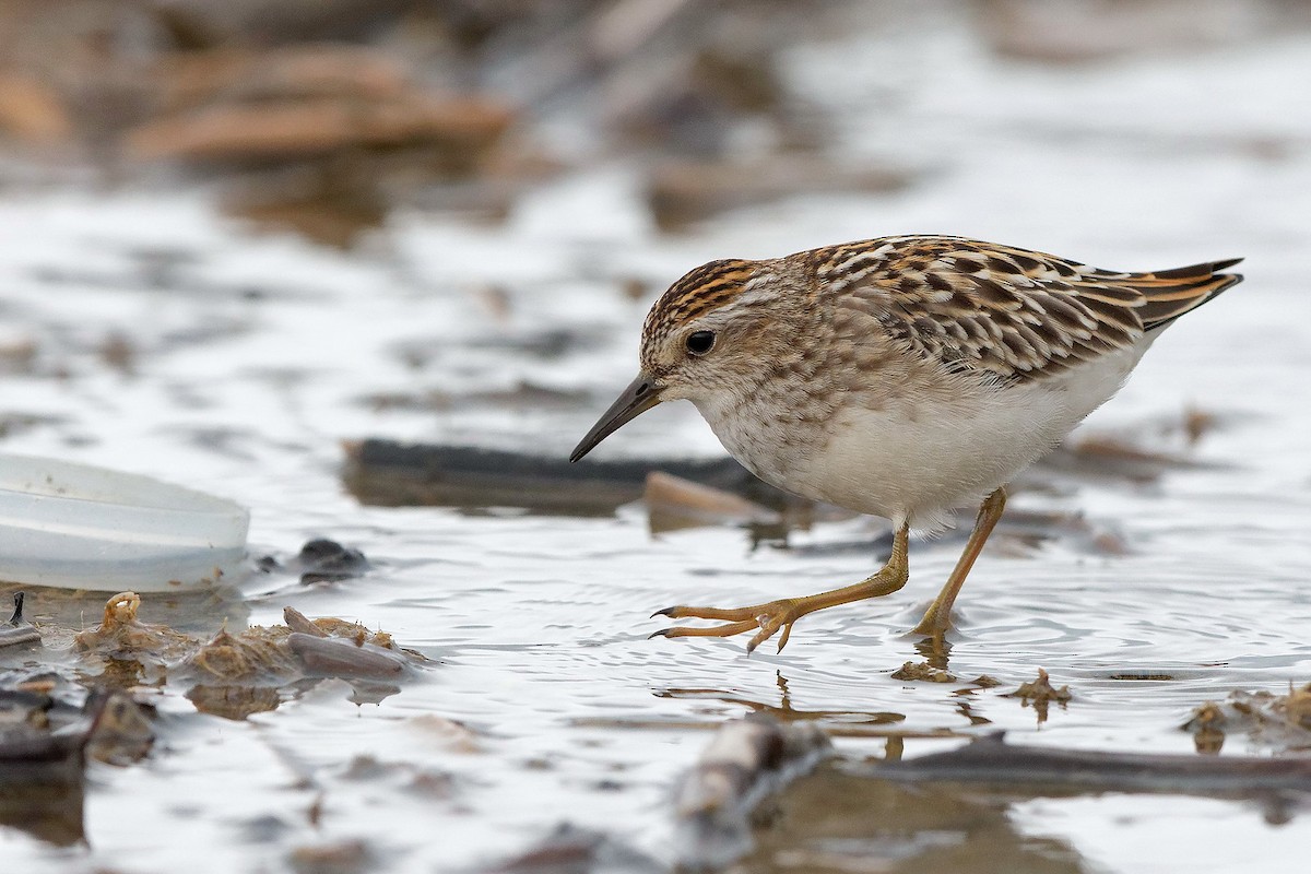 Long-toed Stint - ML263648481