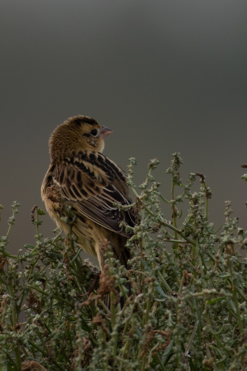 Bobolink - ML263648721