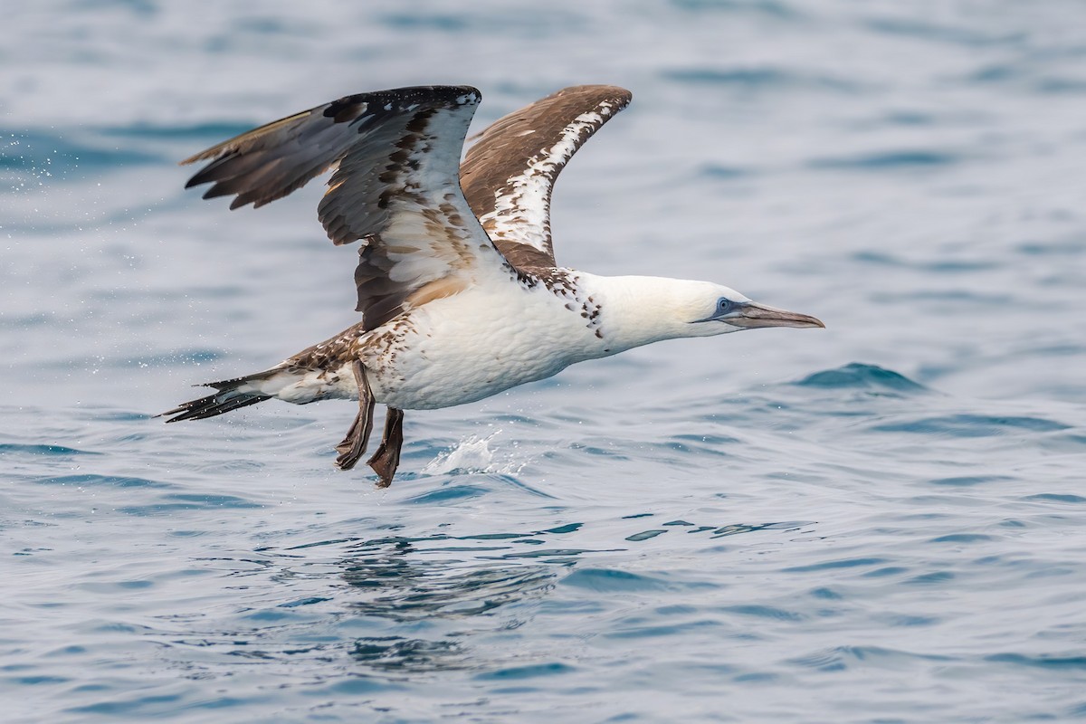 Northern Gannet - Yeray Seminario