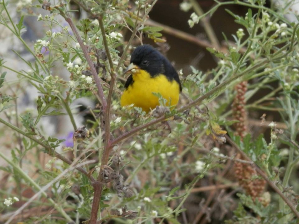 Lesser Goldfinch - ML263649561