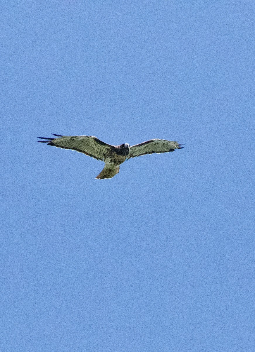 Red-tailed Hawk - wendy ambrefe