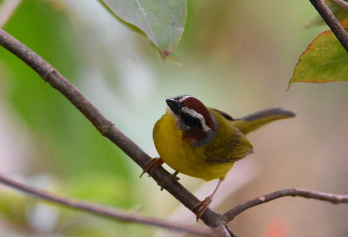 Chestnut-capped Warbler - Luke Berg