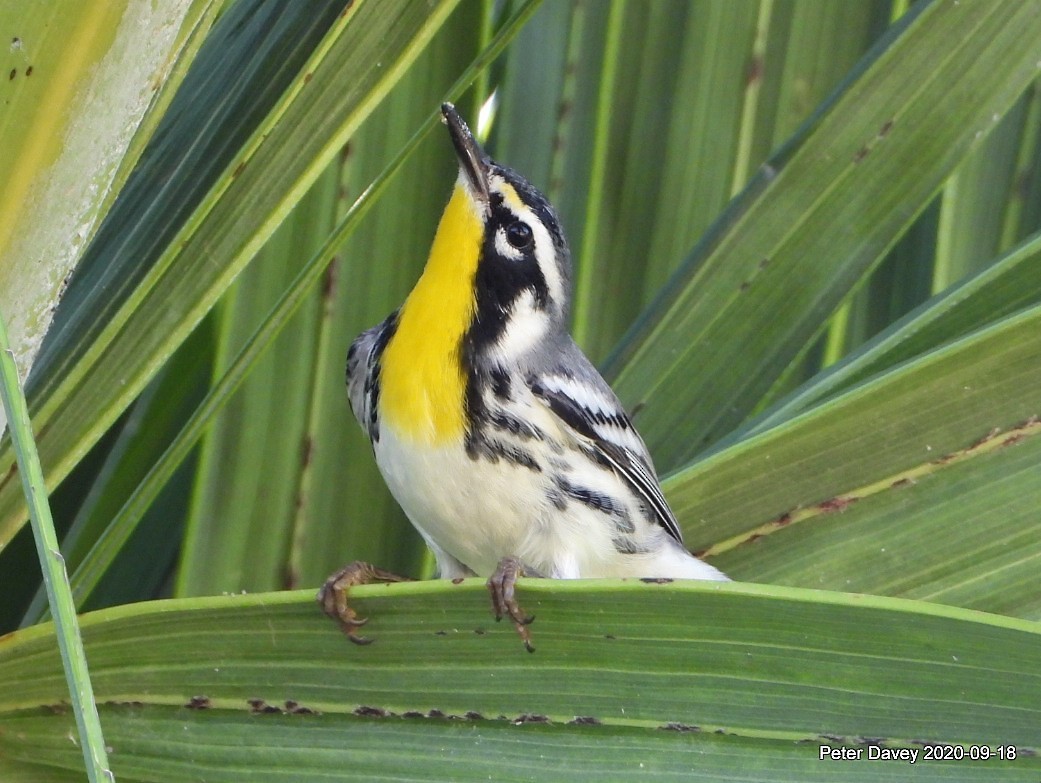 Yellow-throated Warbler - Peter Davey