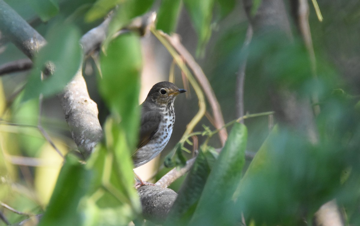 Swainson's Thrush (Olive-backed) - ML26365091