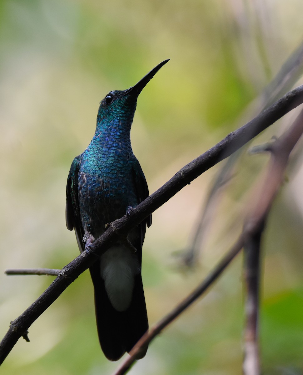 Colibrí de Buffon - ML26365101