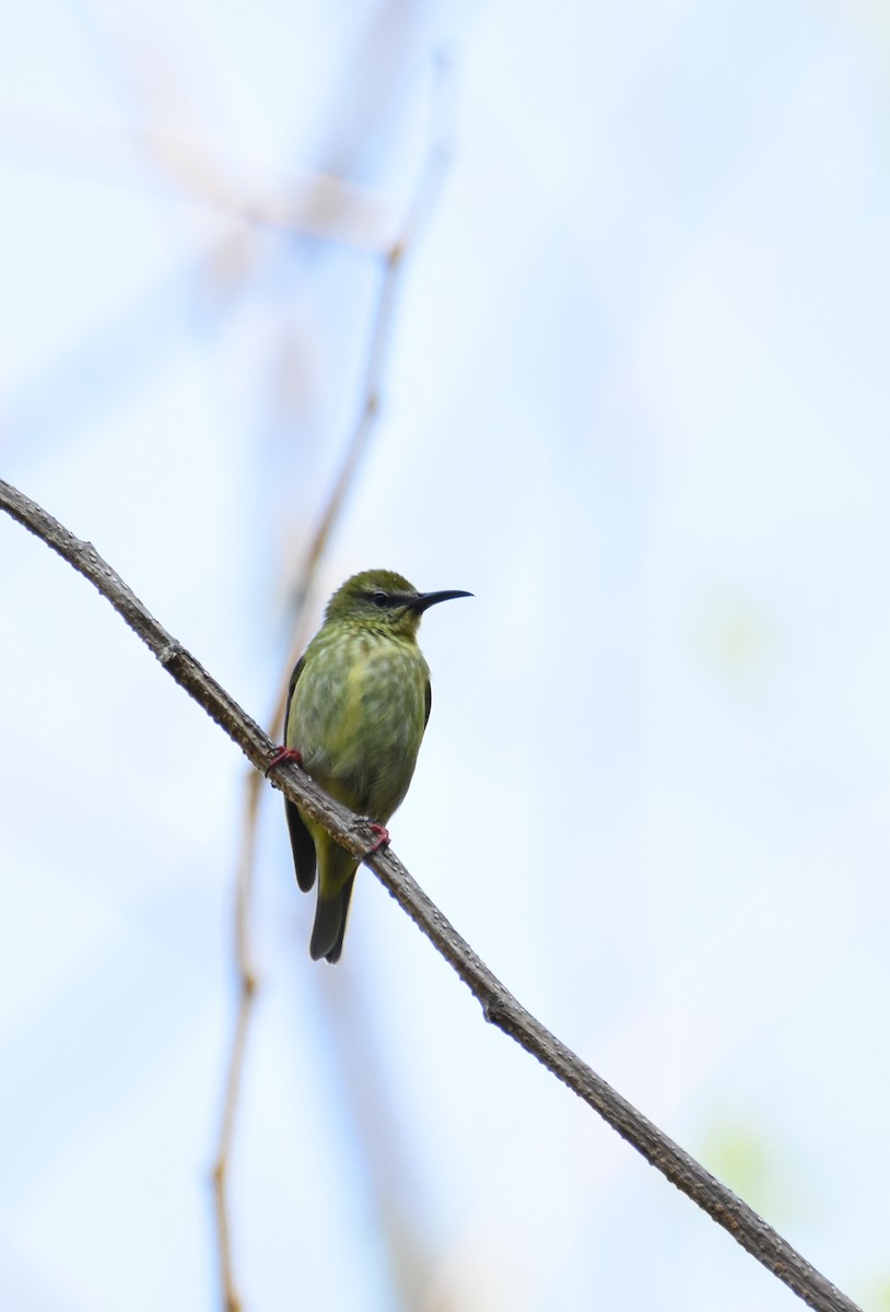 Red-legged Honeycreeper - ML26365131