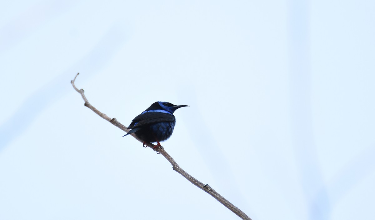 Red-legged Honeycreeper - ML26365191