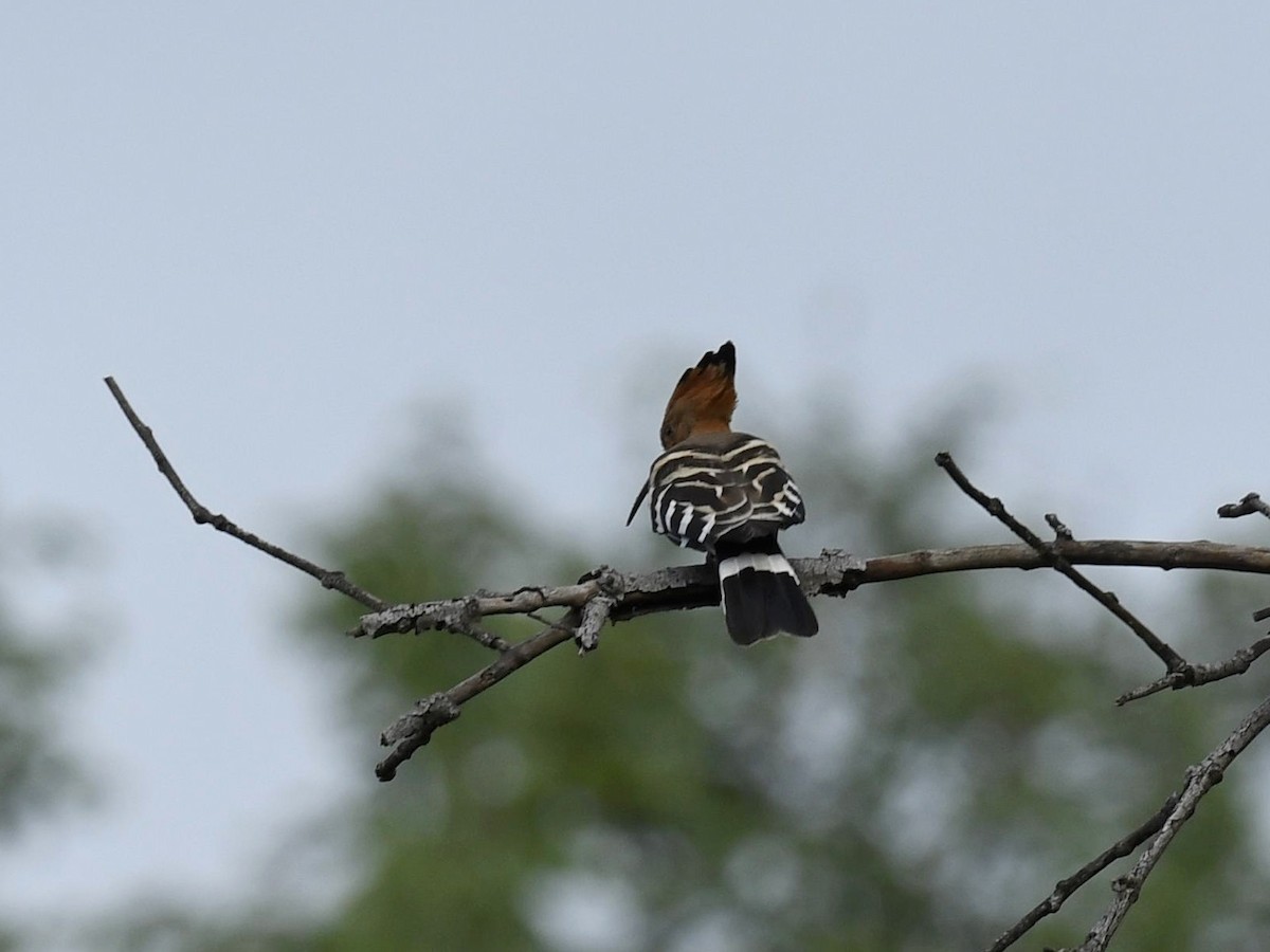 Eurasian Hoopoe - ML263652511