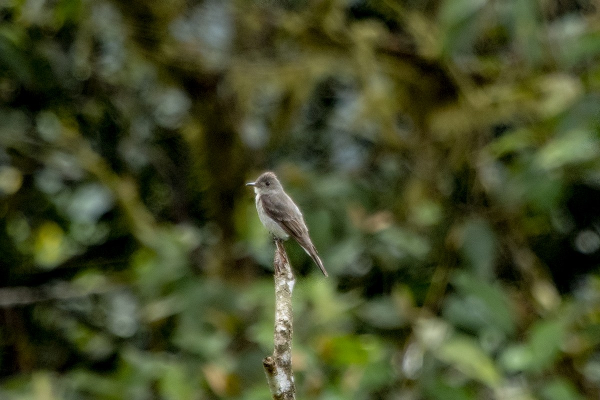 Olive-sided Flycatcher - ML263652651