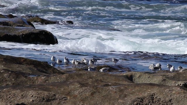 Гурвалж элсэг - ML263652821