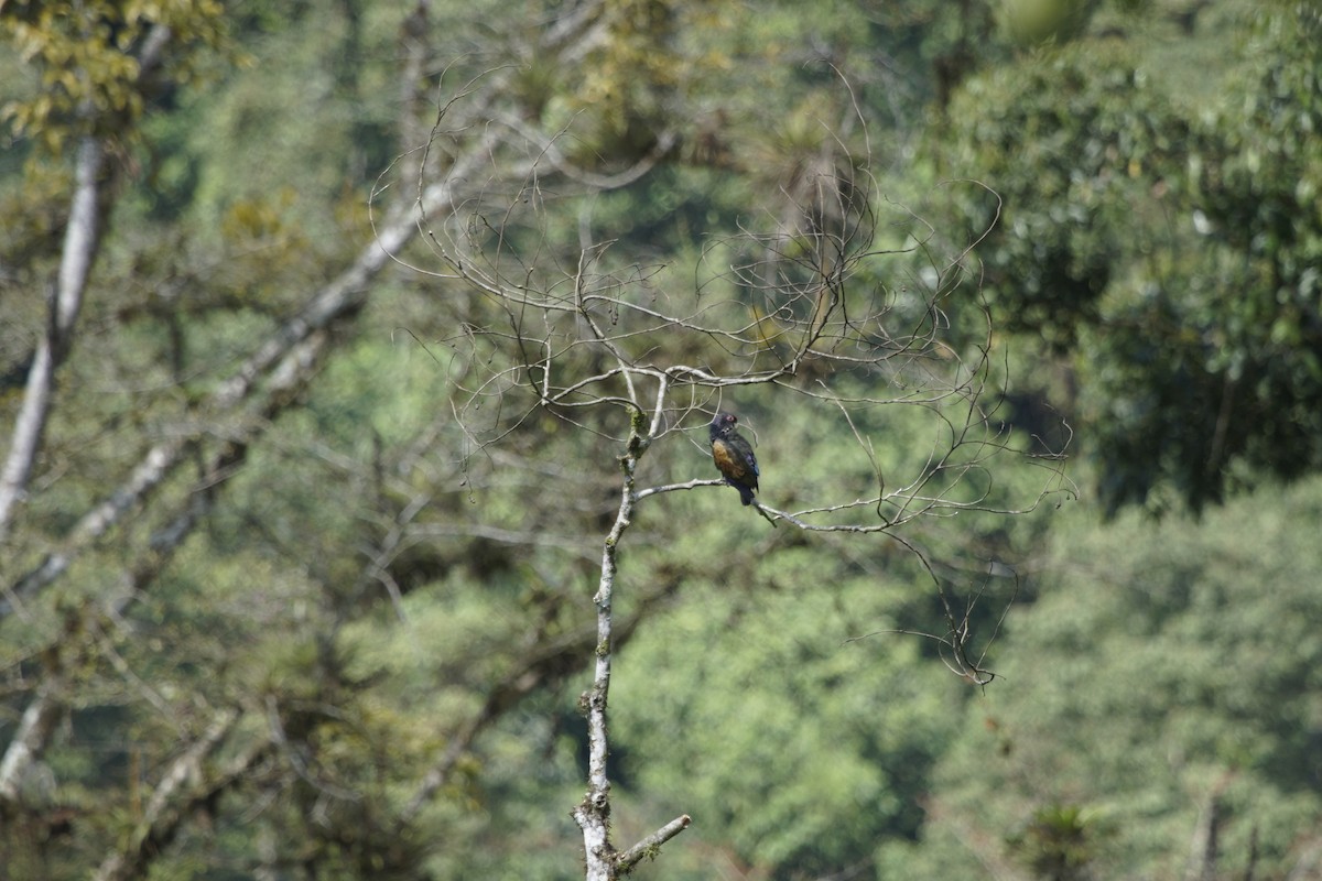 Bronze-winged Parrot - Paul Aguilar