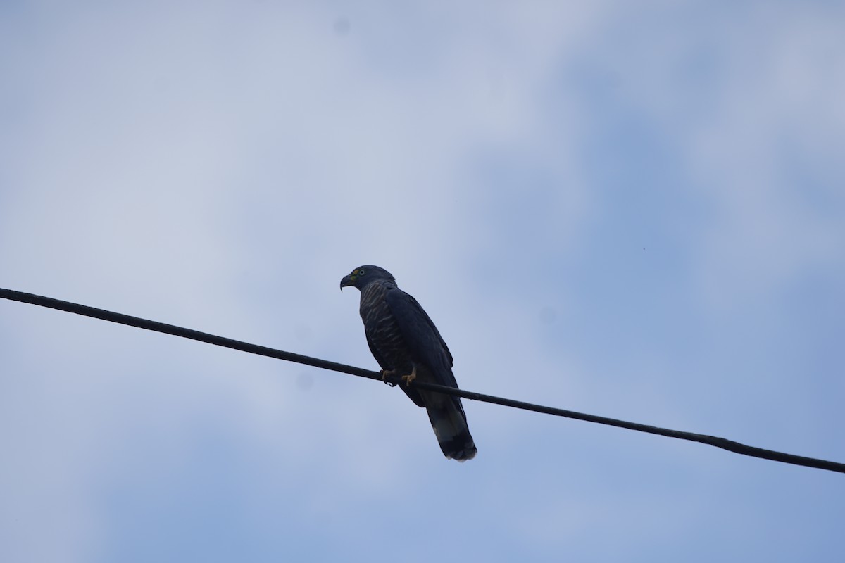 Hook-billed Kite - ML263653491