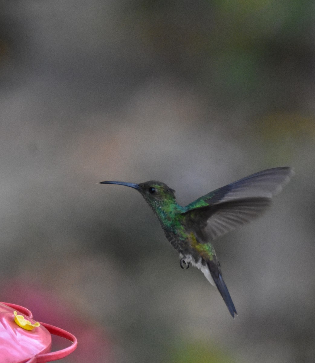 Colibri de Buffon - ML26365351