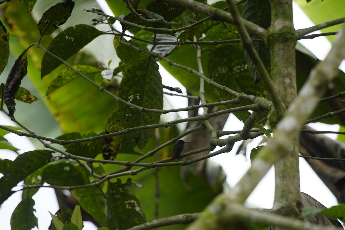 Rufous-tailed Hummingbird - Paul Aguilar