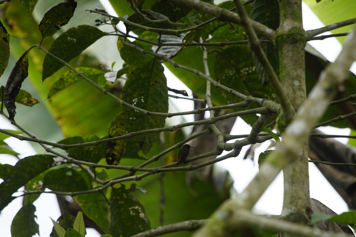 rusthalekolibri - ML263653591