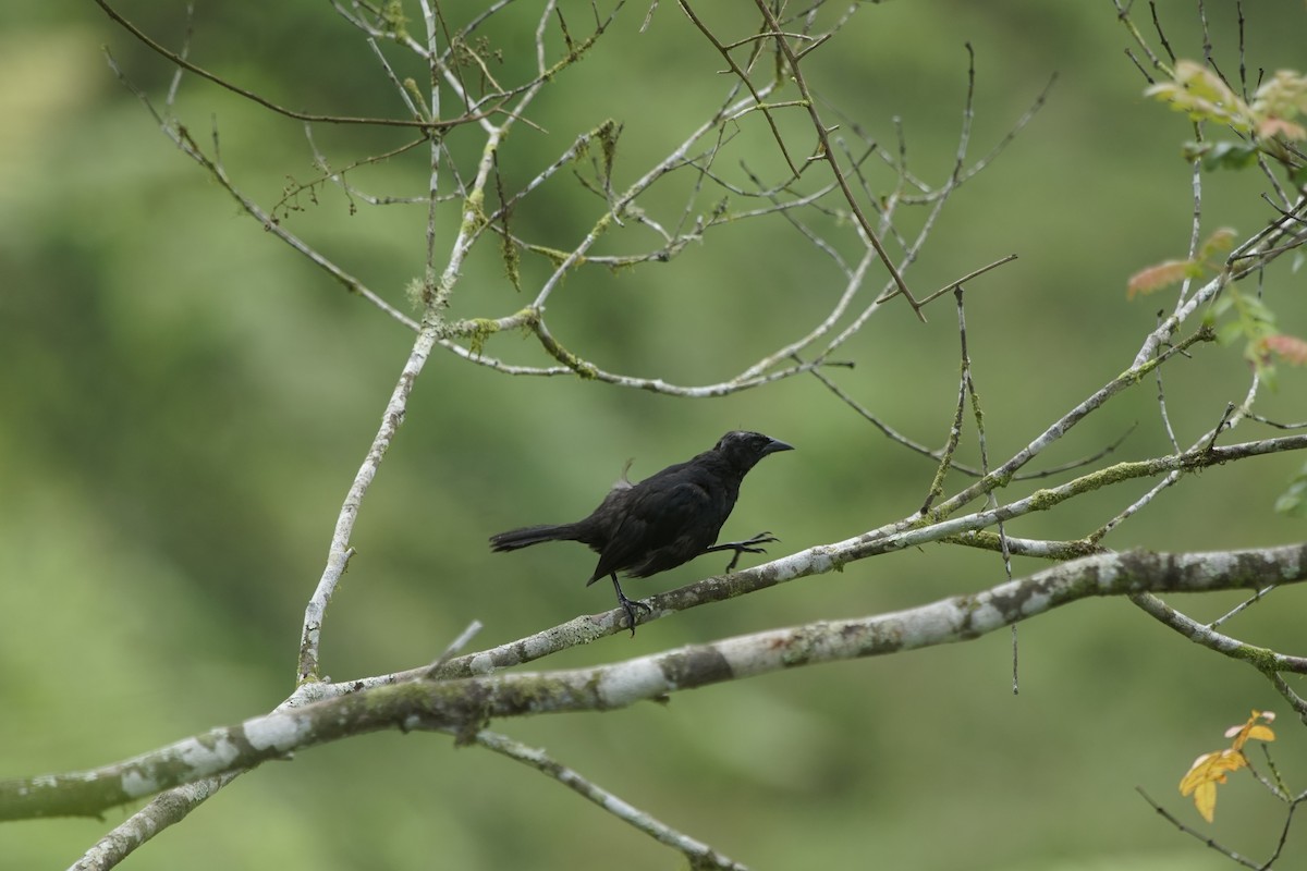 Scrub Blackbird - Paul Aguilar