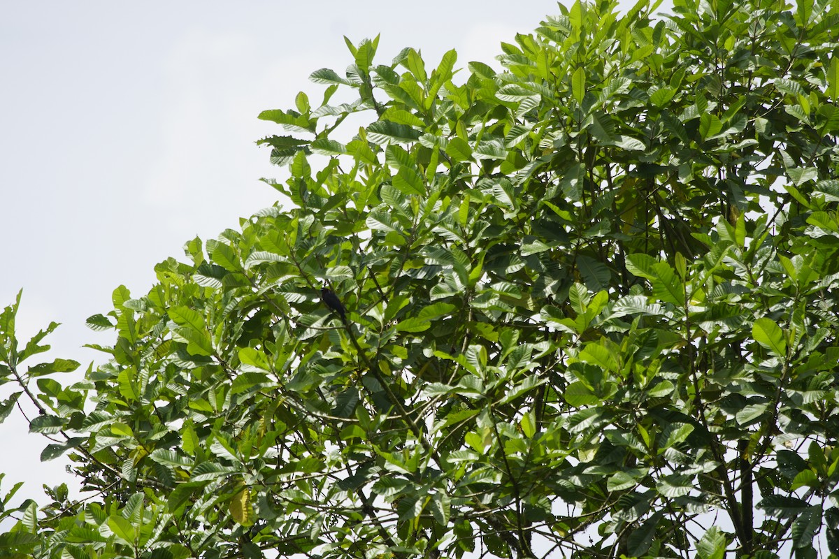 Cotinga Quérula - ML263653831