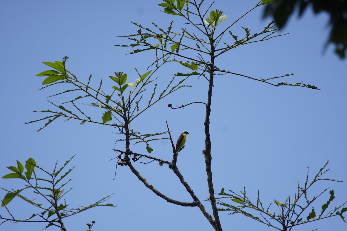 Rusty-margined Flycatcher - Paul Aguilar