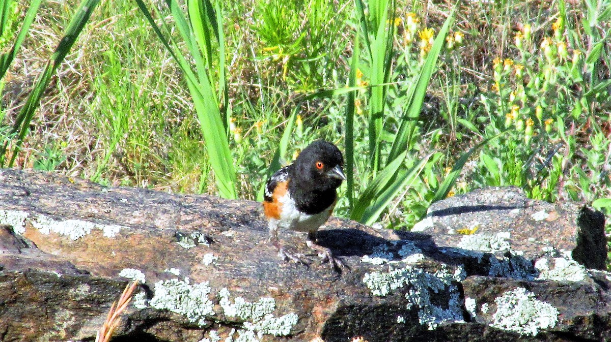 towhee sp. - ML263654101