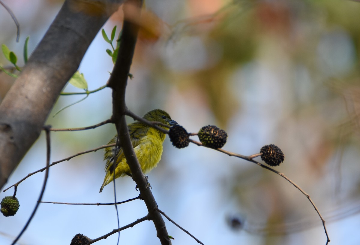 Thick-billed Euphonia - ML26365441