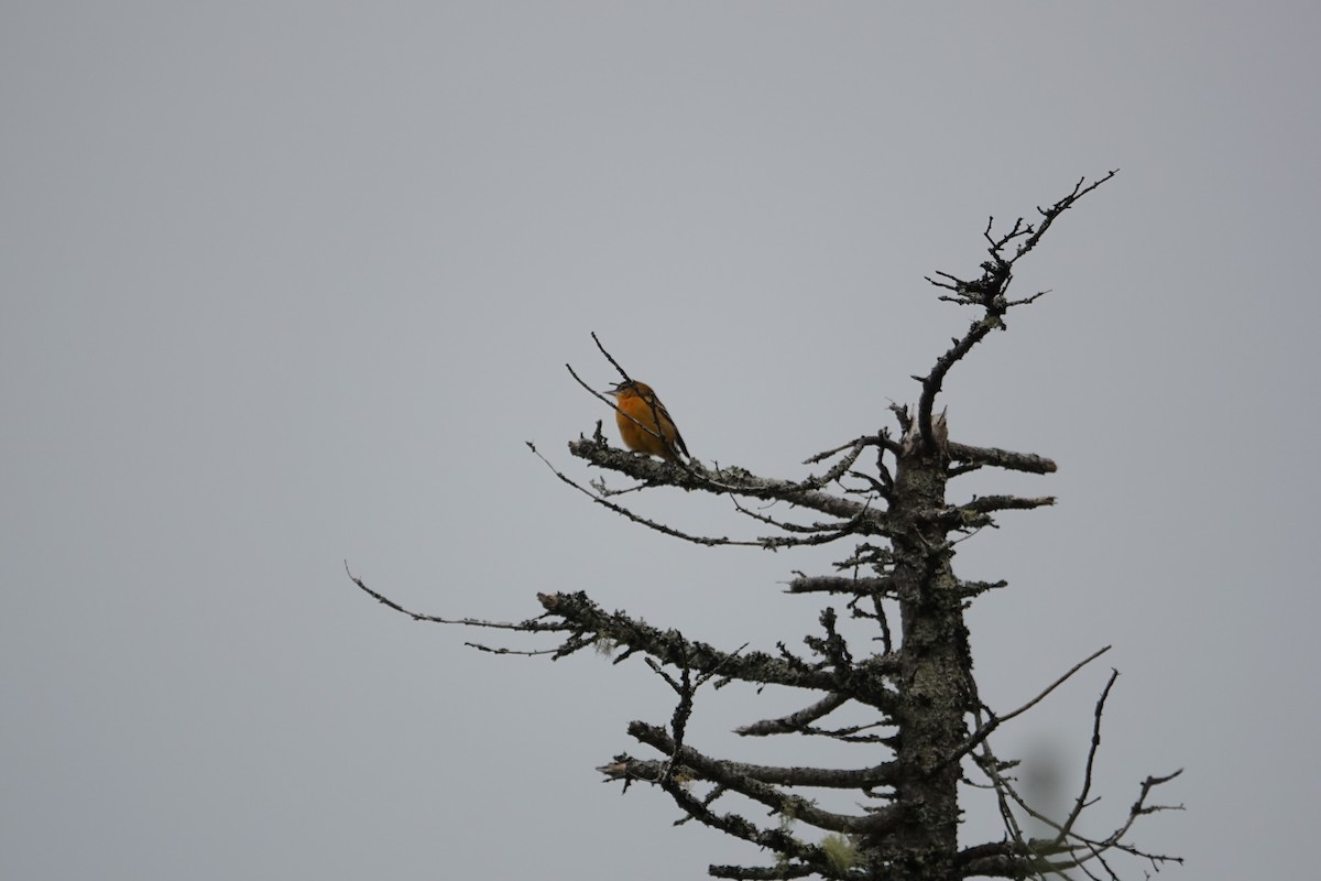 Baltimore Oriole - ML263654831