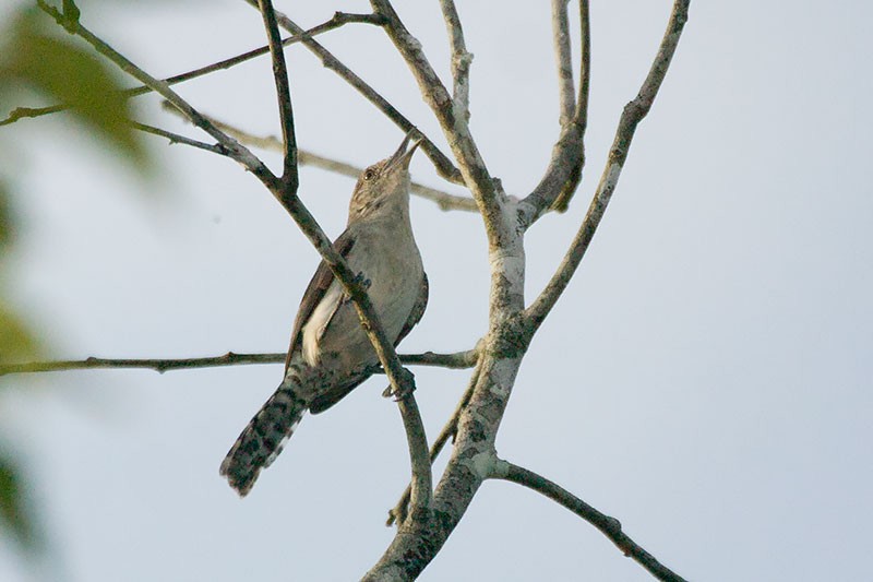 Tooth-billed Wren - ML263655561