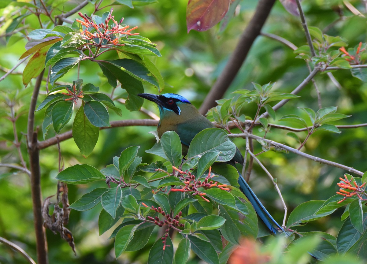 Lesson's Motmot - ML26365571