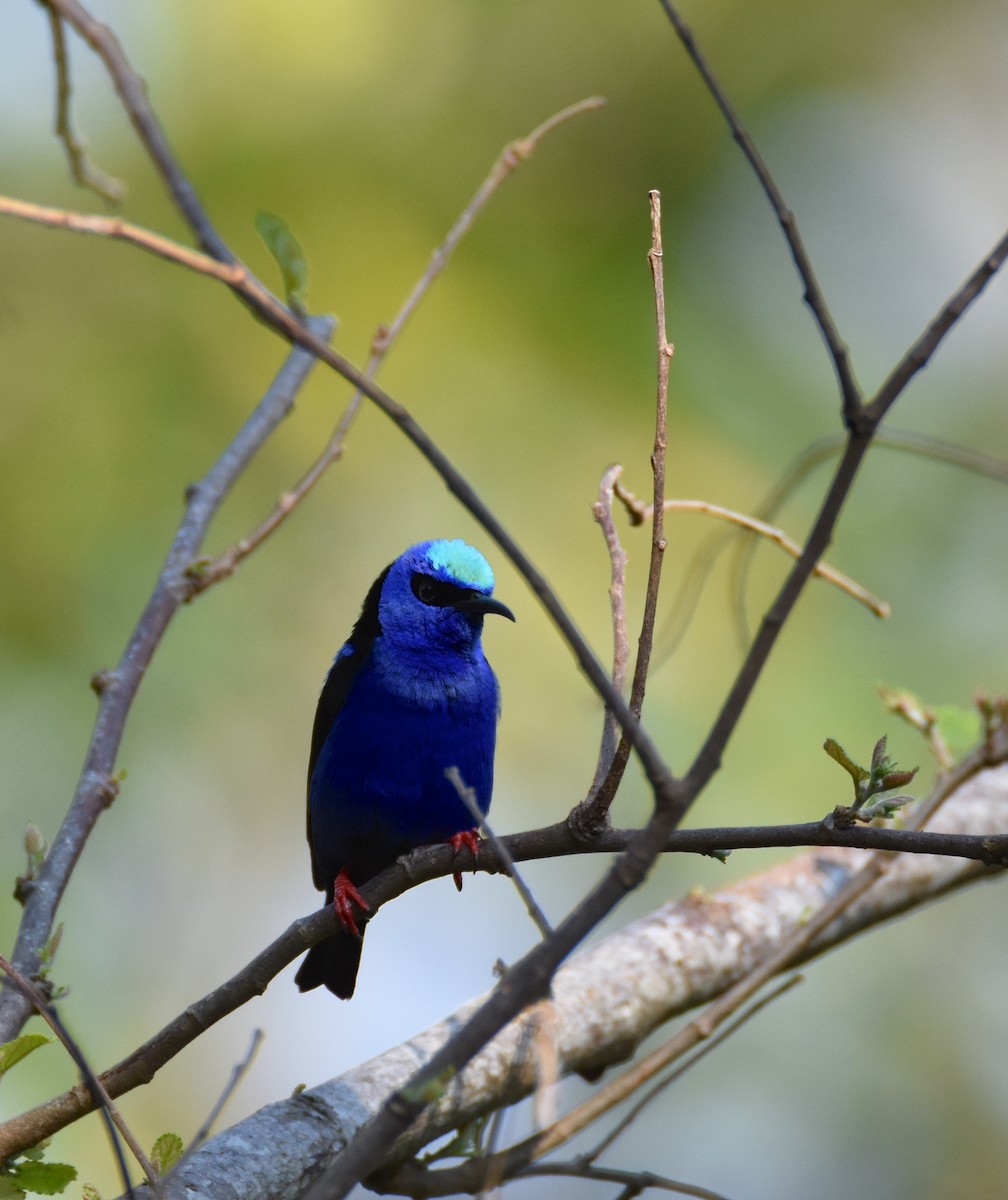 Red-legged Honeycreeper - ML26365601