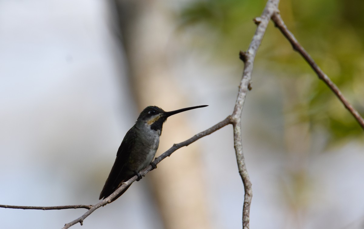 Long-billed Starthroat - ML26365621