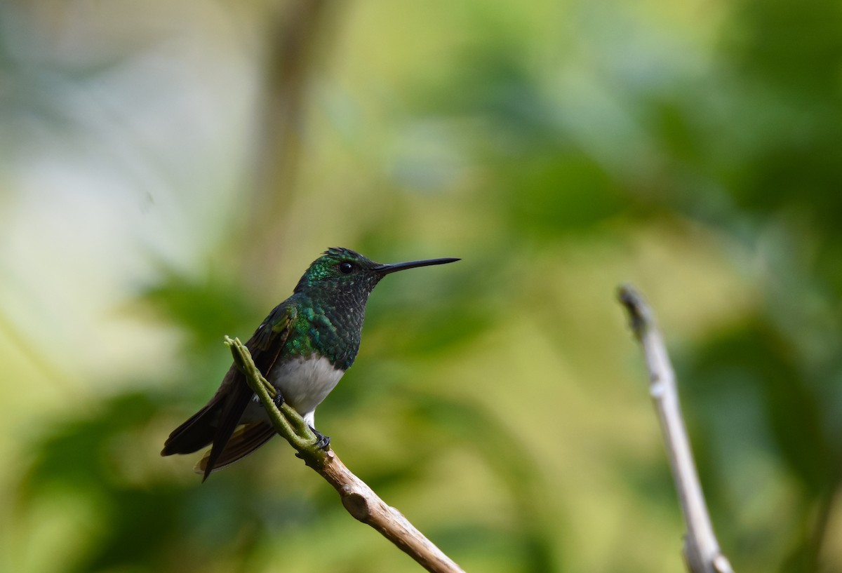 Snowy-bellied Hummingbird - ML26365651