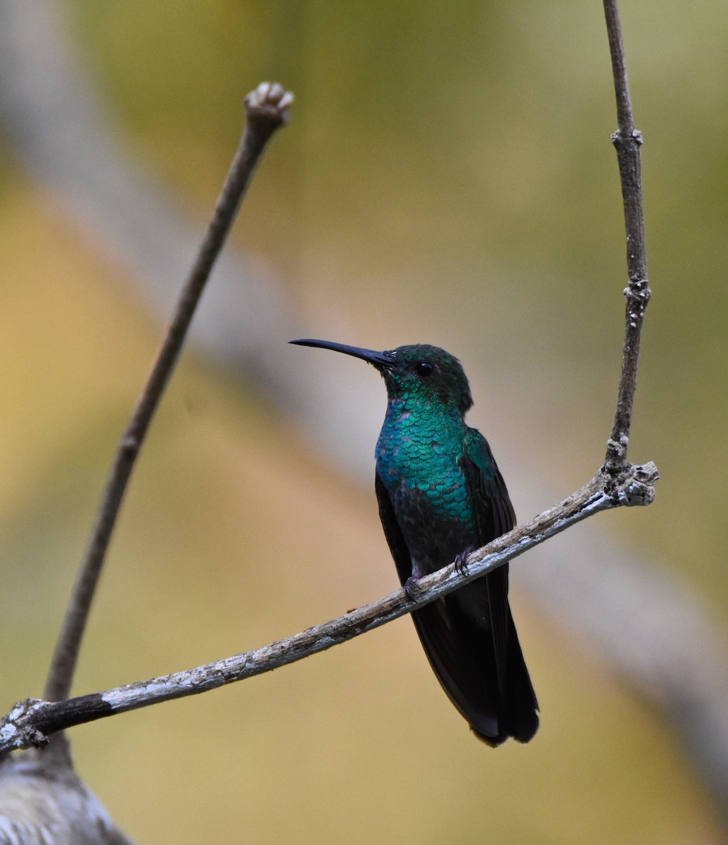 Colibrí de Buffon - ML26365671