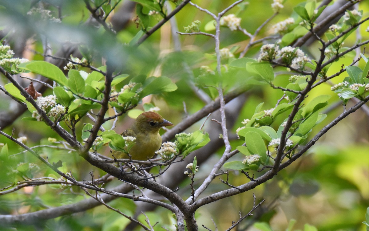 Summer Tanager - ML26365681