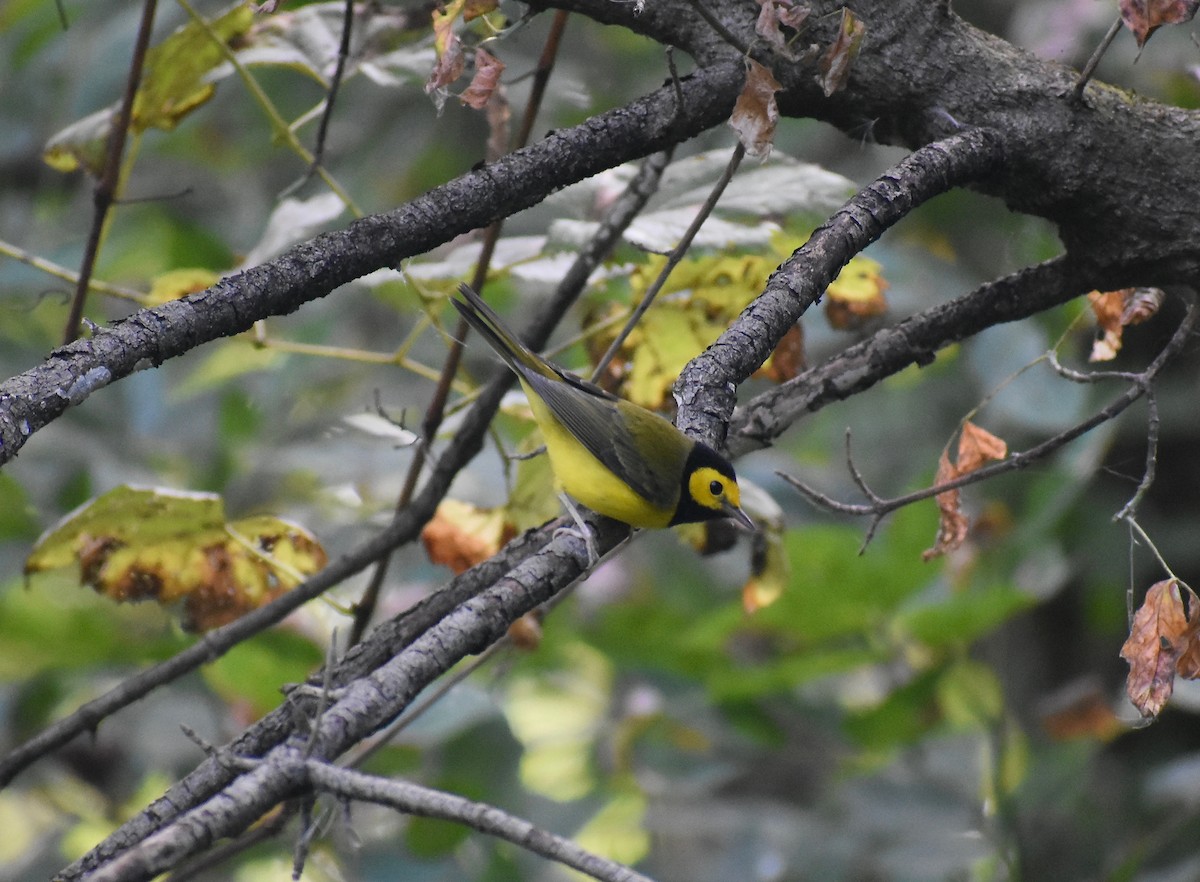 Hooded Warbler - ML263656851