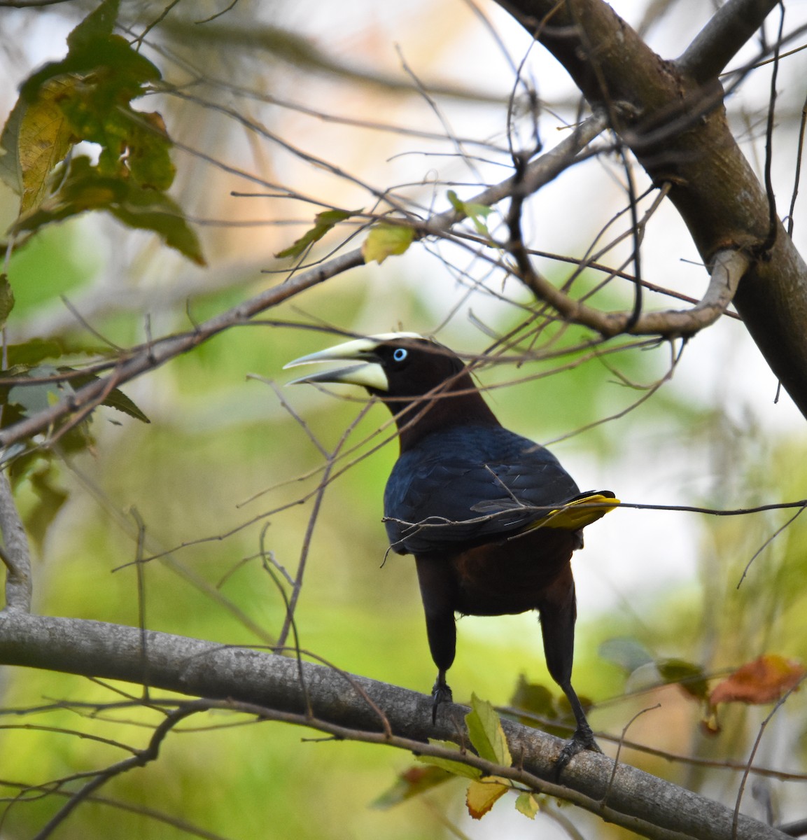 Chestnut-headed Oropendola - ML26365691