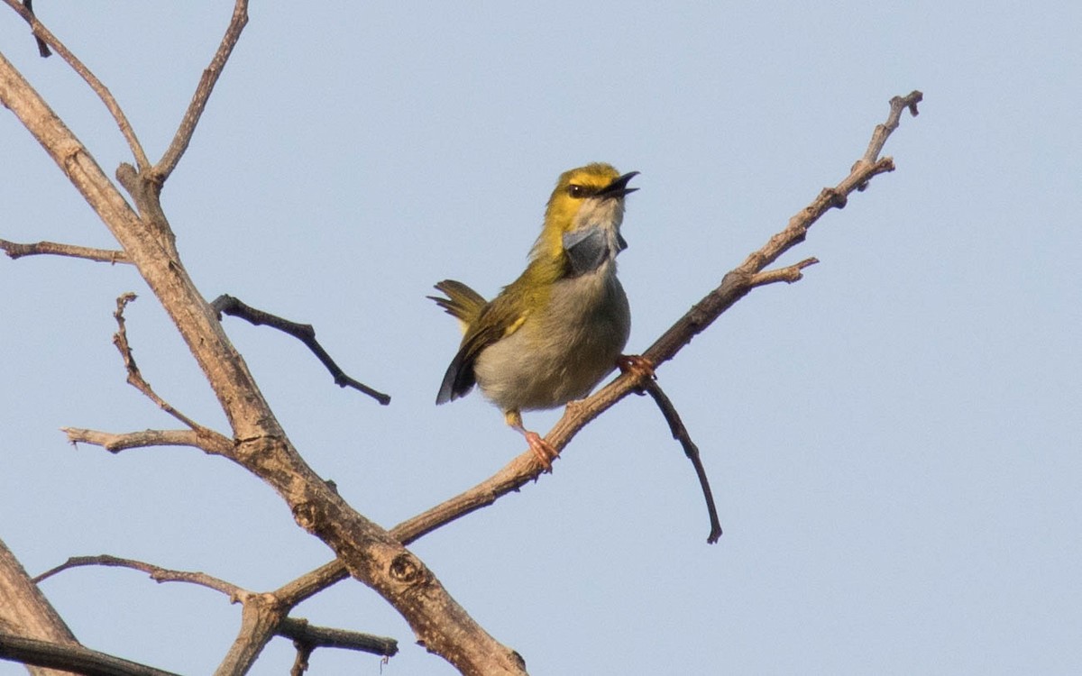 Yellow-browed Camaroptera - ML263656941