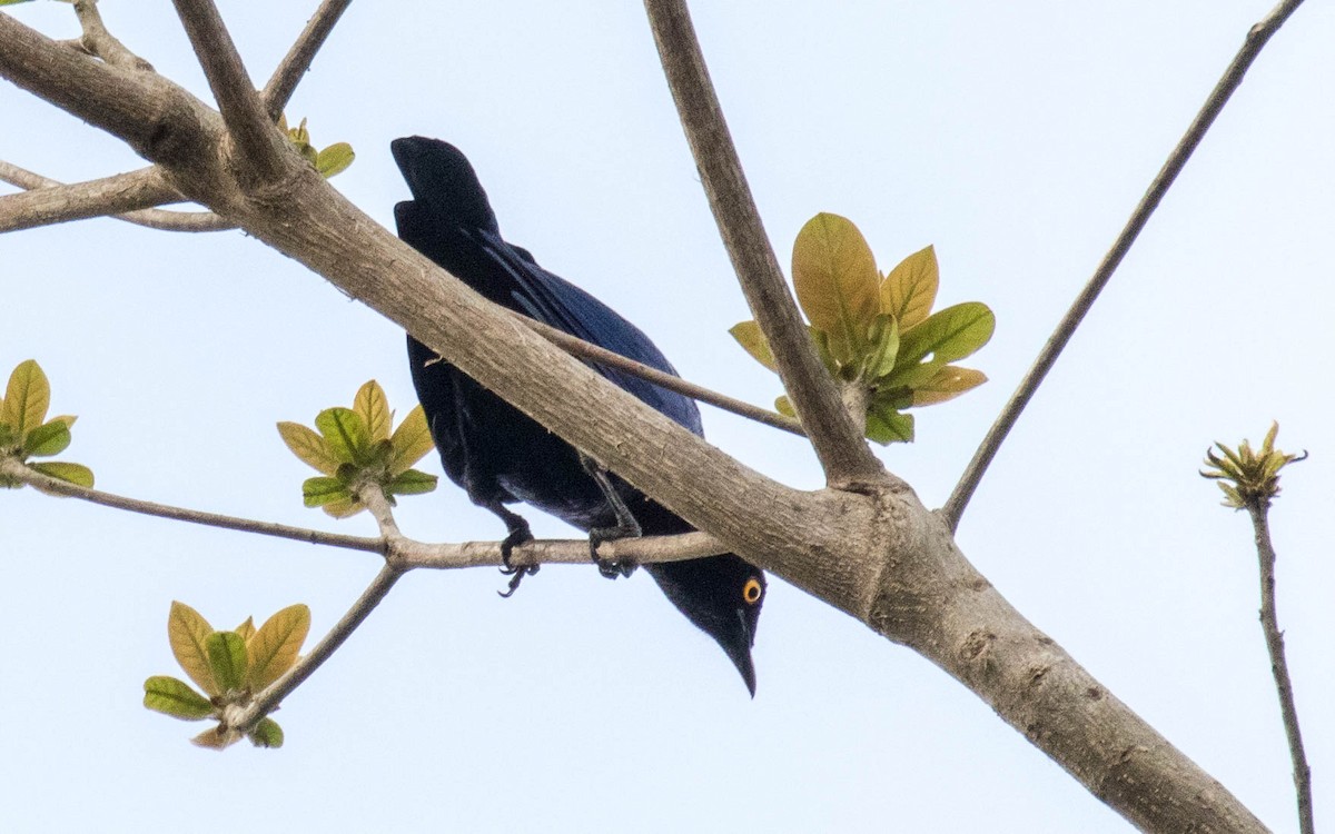 Copper-tailed Starling - ML263657271