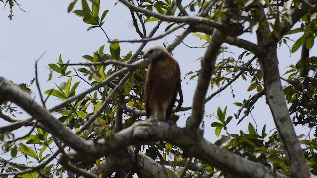 Black-collared Hawk - ML263657431