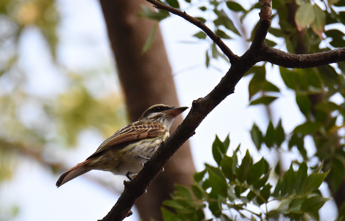 Streaked Flycatcher - ML26365751